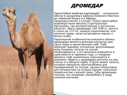 Верблюд – «Царь» домашних животных, слайд 12