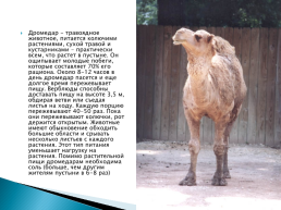 Верблюд – «Царь» домашних животных, слайд 13