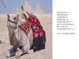 Верблюд – «Царь» домашних животных, слайд 14