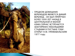 Верблюд – «Царь» домашних животных, слайд 4