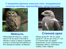 Экологические группы птиц, слайд 10