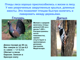 Экологические группы птиц, слайд 14