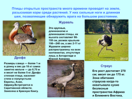 Экологические группы птиц, слайд 19