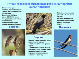 Экологические группы птиц, слайд 20
