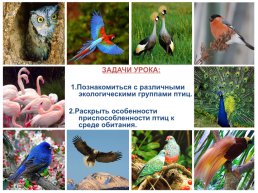 Экологические группы птиц, слайд 6
