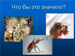 Эволюция органического мира, слайд 15