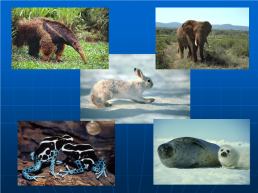 Эволюция органического мира, слайд 16