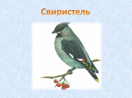 «Угадай и назови» зимующие птицы, слайд 18