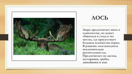 Многообразие животных родного края и разных территорий России, слайд 11