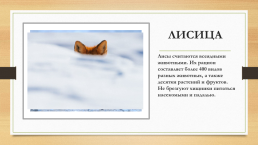 Многообразие животных родного края и разных территорий России, слайд 13