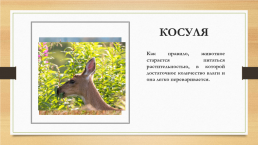 Многообразие животных родного края и разных территорий России, слайд 14