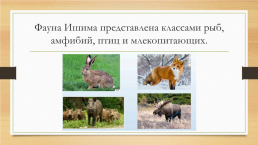 Многообразие животных родного края и разных территорий России, слайд 4
