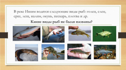 Многообразие животных родного края и разных территорий России, слайд 5