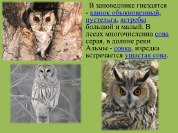 Крымский природный заповедник, слайд 14