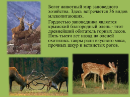 Крымский природный заповедник, слайд 8