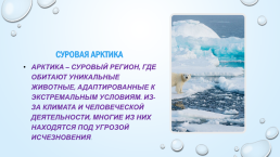Красная книга Арктики, слайд 2