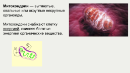 Строение и жизнедеятельность клеток живых организмов, слайд 14