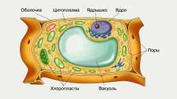 Строение и жизнедеятельность клеток живых организмов, слайд 3