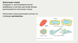 Строение и жизнедеятельность клеток живых организмов, слайд 4
