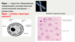 Строение и жизнедеятельность клеток живых организмов, слайд 6