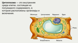 Строение и жизнедеятельность клеток живых организмов, слайд 7