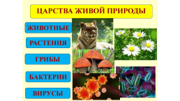 Наука о растениях-ботаника, слайд 1