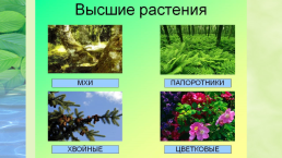 Наука о растениях-ботаника, слайд 10