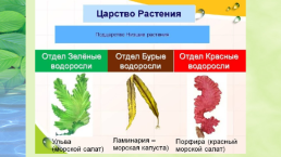 Наука о растениях-ботаника, слайд 11