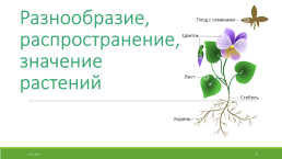 Наука о растениях-ботаника, слайд 6