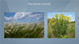 Жизненные формы и экологические группы растений степей, слайд 15