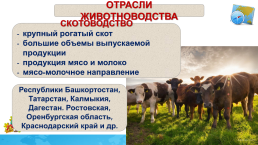 Растениеводство и животноводство: география основных отраслей, слайд 33