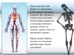 Строение тела человека, слайд 15