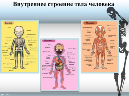 Строение тела человека, слайд 2