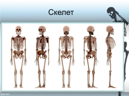 Строение тела человека, слайд 3