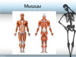 Строение тела человека, слайд 5