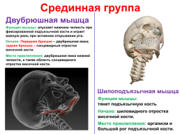 Мышцы головы и шеи, слайд 19