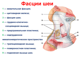 Мышцы головы и шеи, слайд 25