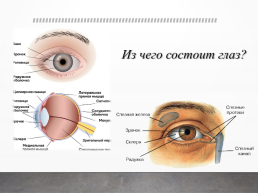 Как сохранить глаз зорким?, слайд 3