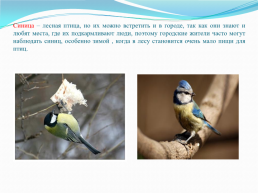 Зимующие птицы нашего города, слайд 3