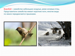 Зимующие птицы нашего города, слайд 5