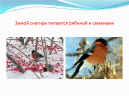 Зимующие птицы нашего города, слайд 9
