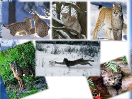 Викторина зимовье диких и домашних животных, слайд 12