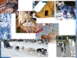 Викторина зимовье диких и домашних животных, слайд 22