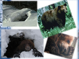 Викторина зимовье диких и домашних животных, слайд 5