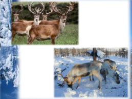 Викторина зимовье диких и домашних животных, слайд 8