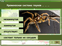 Сколько существует видов класса паукообразные?, слайд 12