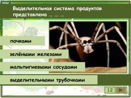 Сколько существует видов класса паукообразные?, слайд 13