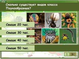 Сколько существует видов класса паукообразные?, слайд 2