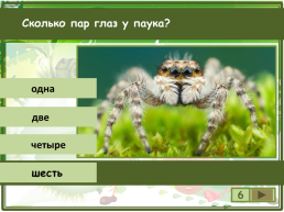 Сколько существует видов класса паукообразные?, слайд 7
