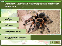 Сколько существует видов класса паукообразные?, слайд 8